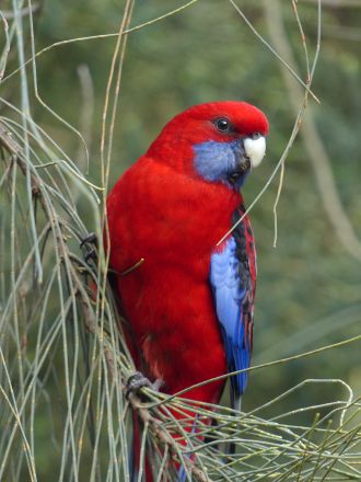 Crimson Rosella