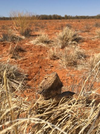 Bearded Dragon