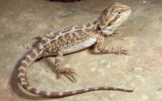 Bearded Dragon