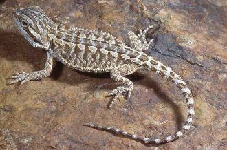 Bearded Dragon