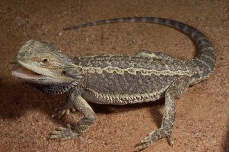 Bearded Dragon