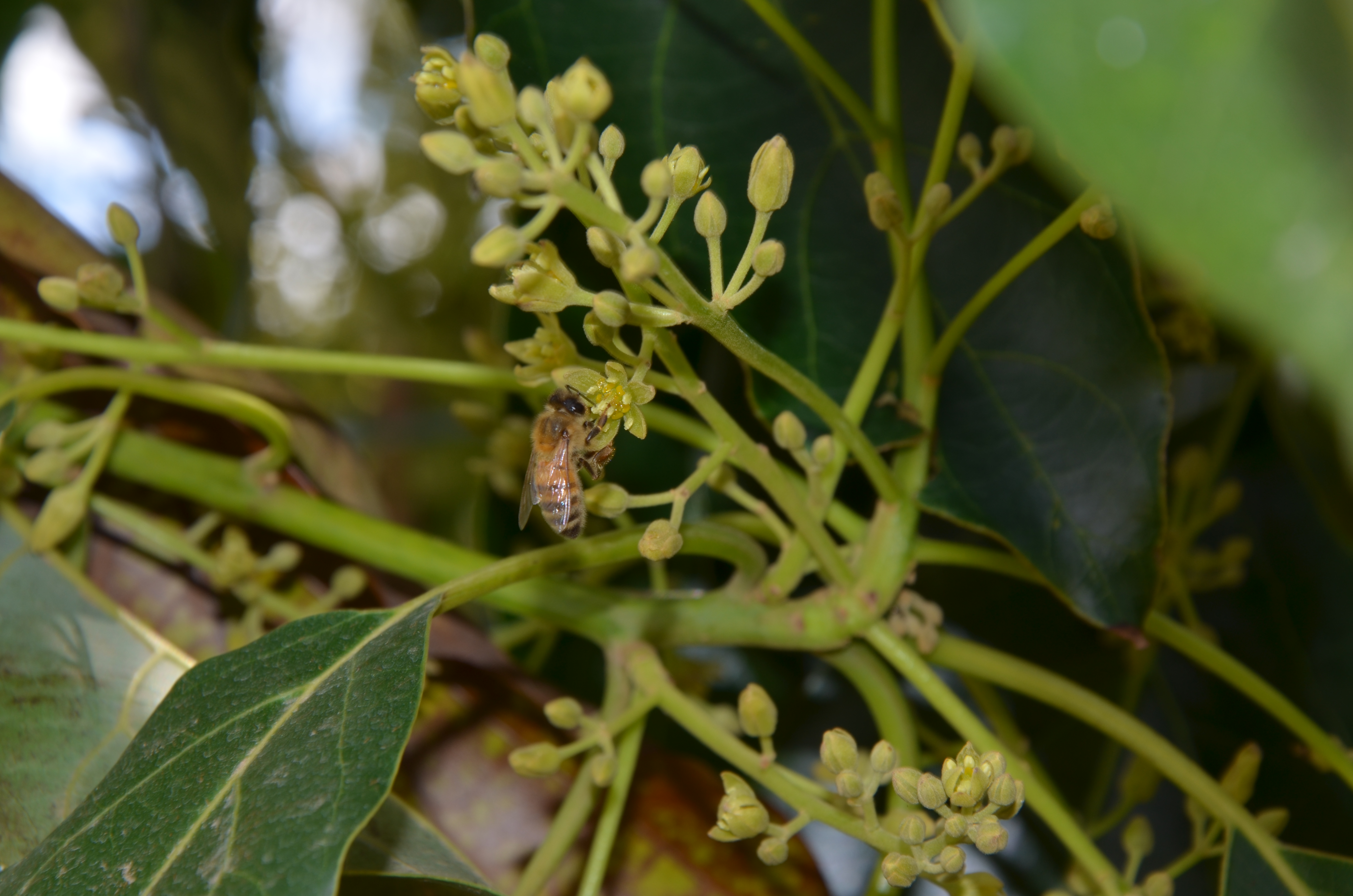 Honeybee on avocado flower Credit: Dr John Roberts
