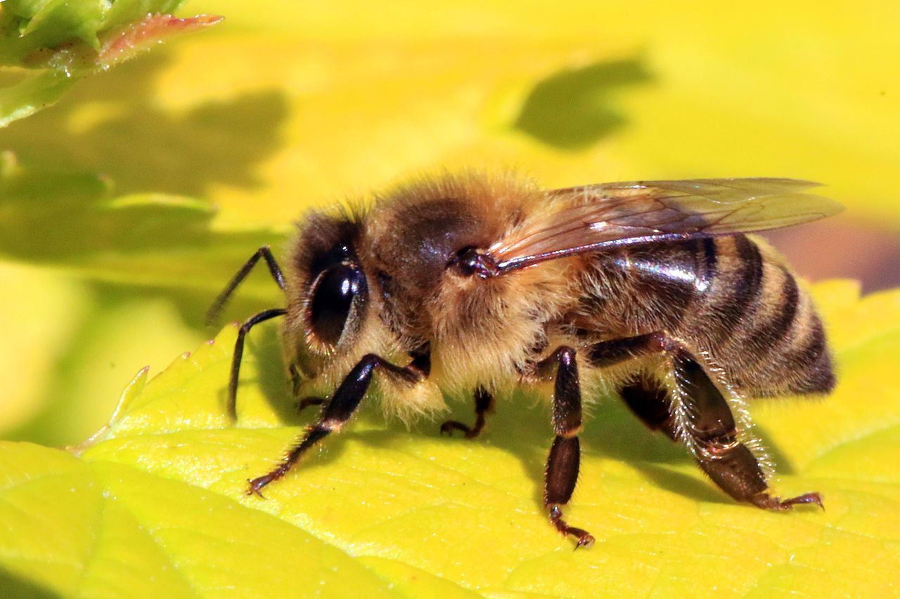1280px-Honey_bee_(Apis_mellifera) By Charles J. Sharp - Own work, from Sharp Photography, sharpphotography, CC BY-SA 3.0