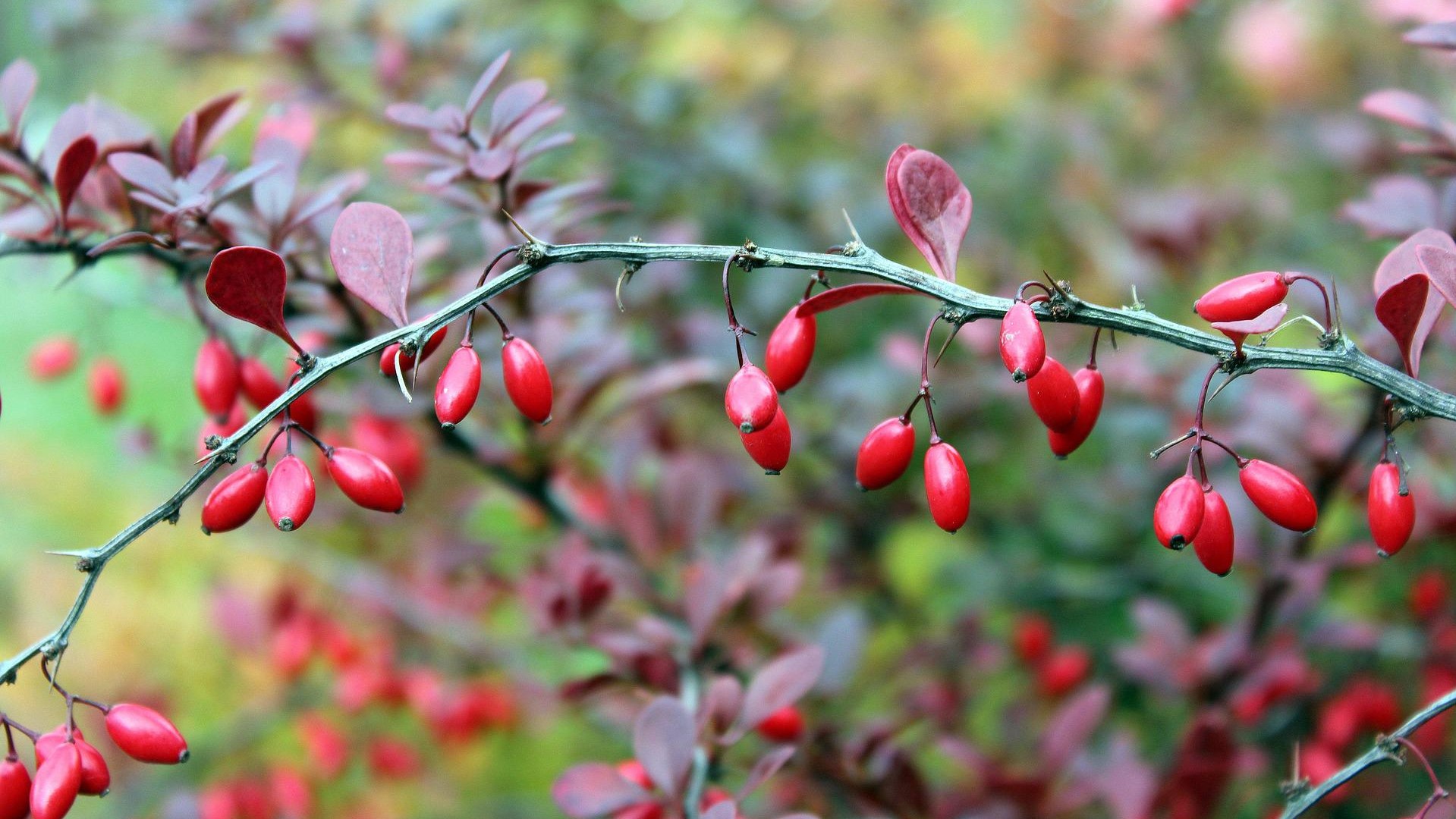 Berberine is found in plants such as barberry. Image: Pixabay / _Alicja_ / 2704