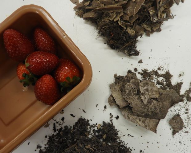 The punnets are made from fermented bacteria and are biodegradable. Credit: UQ