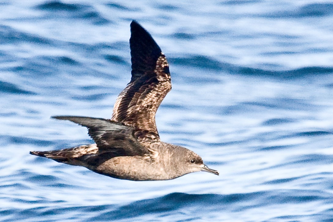 "Mike" Michael L. Baird via Wikimedia Commons