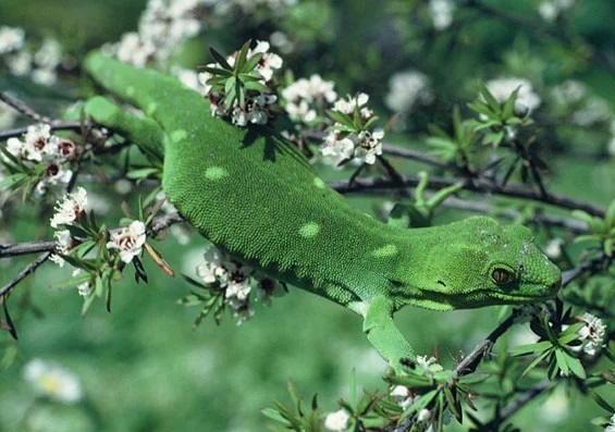 Source: Department of Conservation