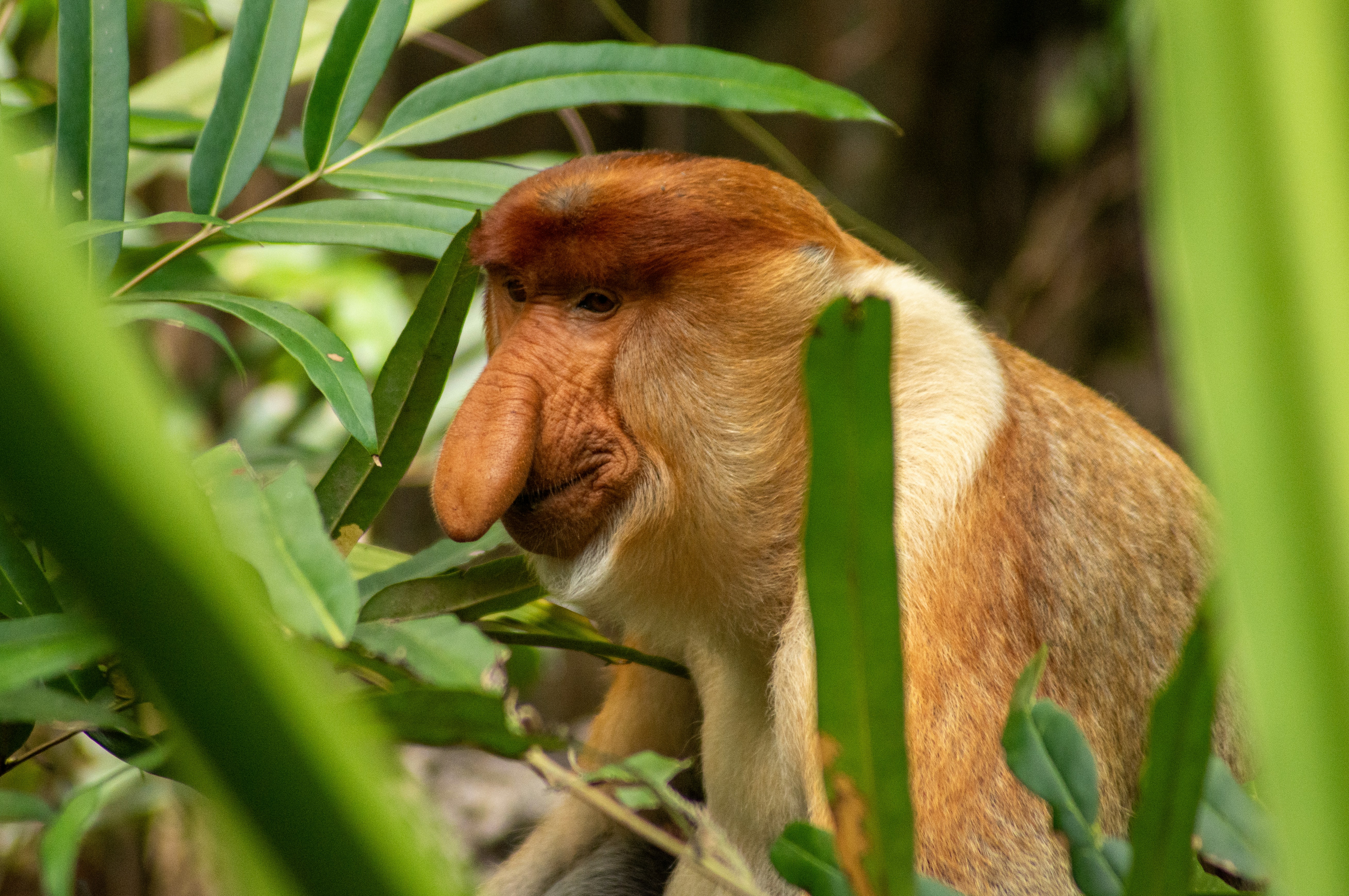 Proboscis monkeys live in coastal mangroves and forested environments. Photo: Tim Morgan/Unsplash
