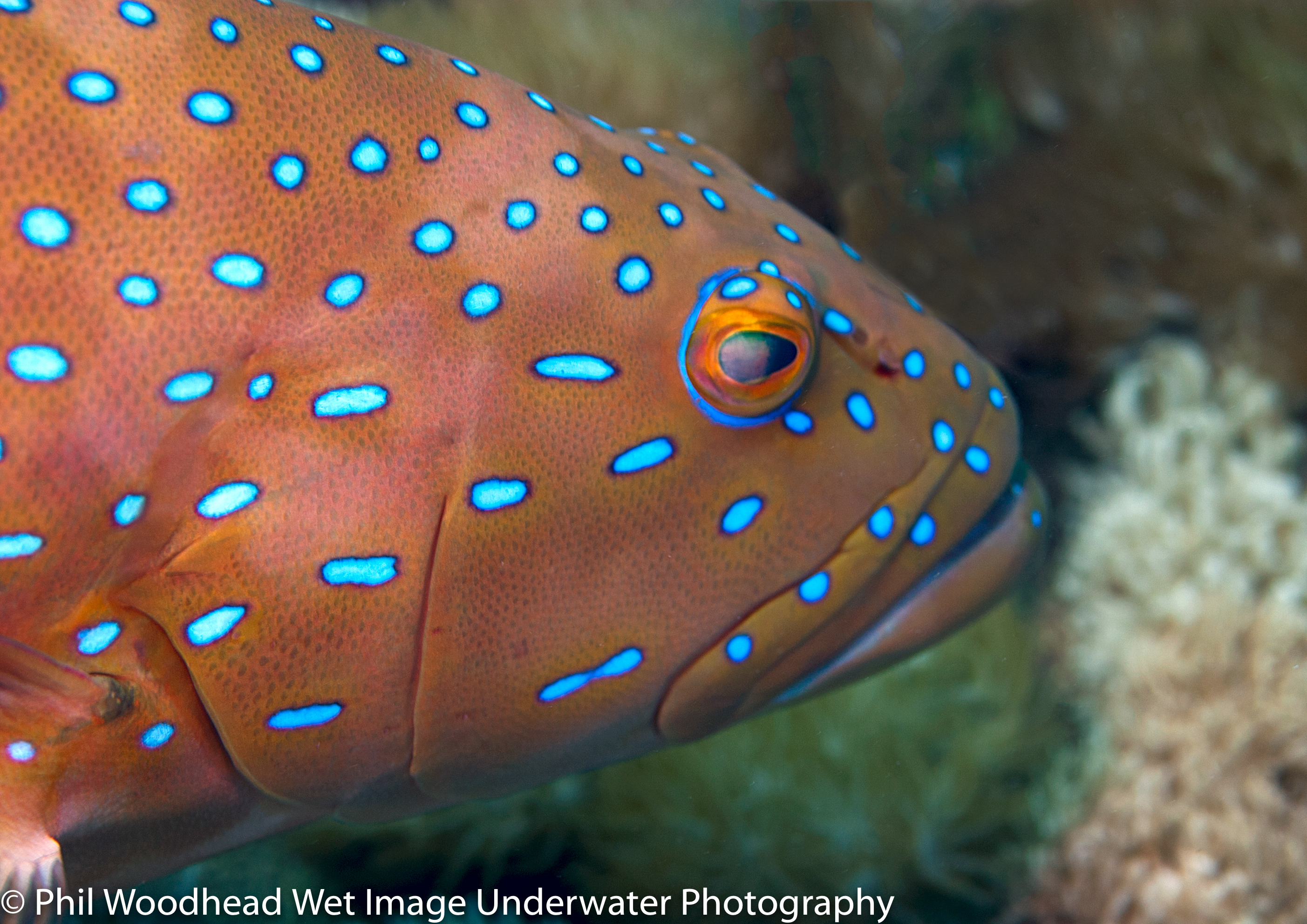 Phil Woodhead Wet Image Underwater Photography © Phil Woodhead