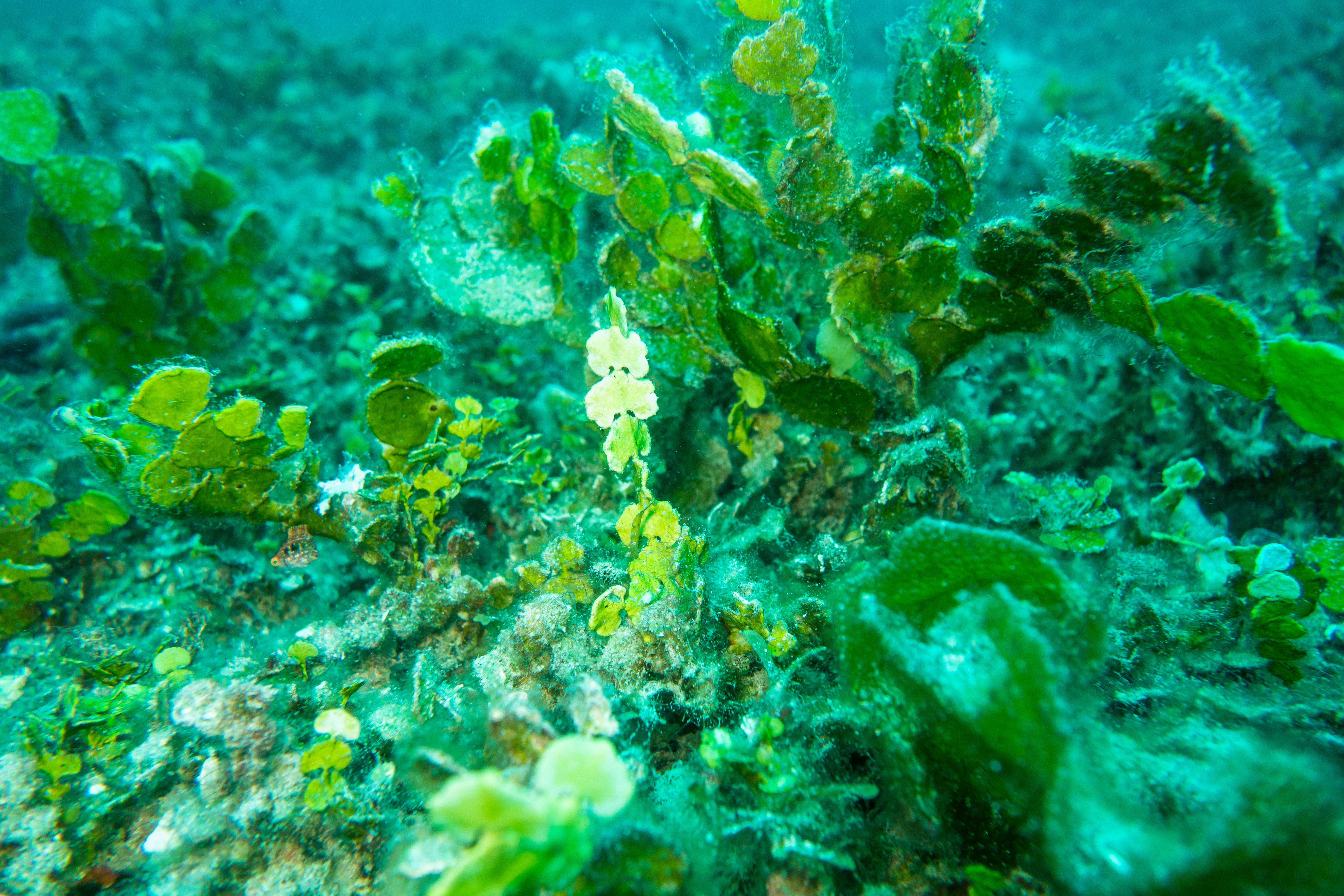 Halimeda close up	Credit: K. Holmes
