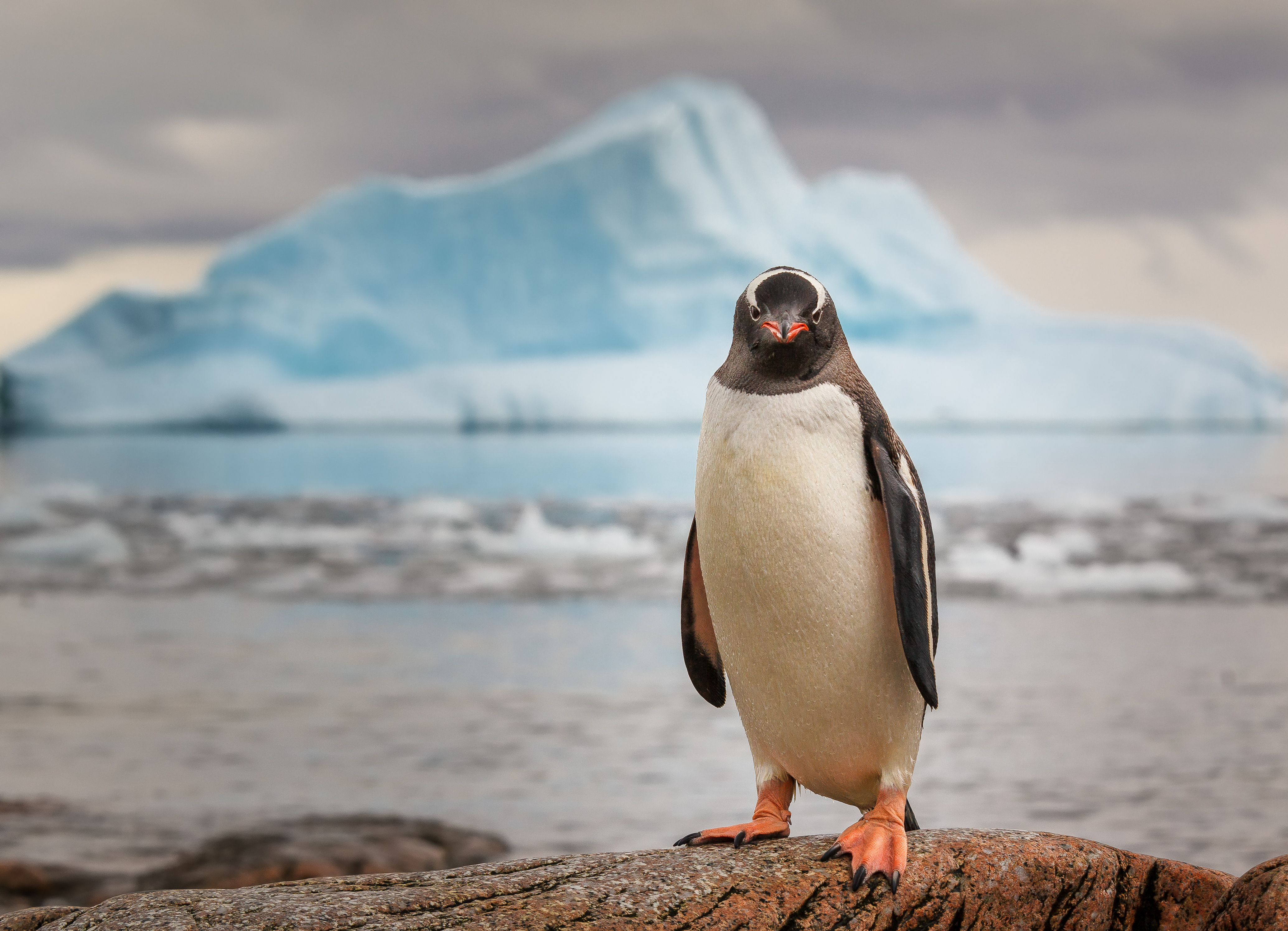 Getty image: A gentoo penguin