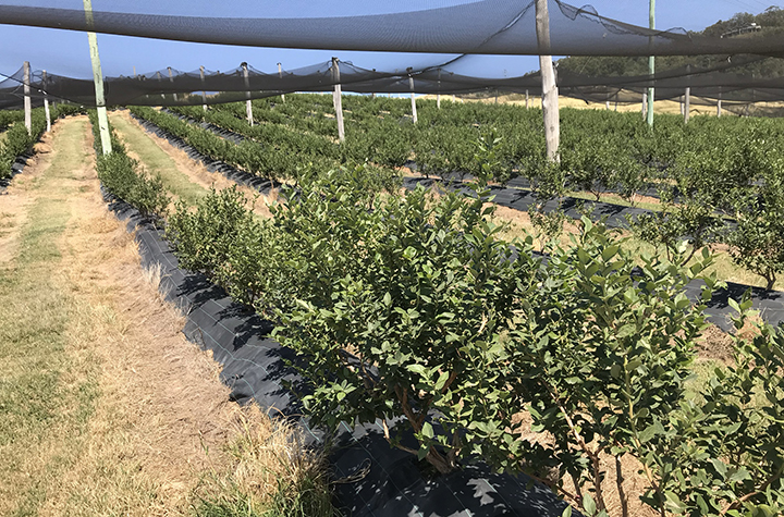 A blueberry farm on the NSW Coffs Coast_credit Shane White / Southern Cross University