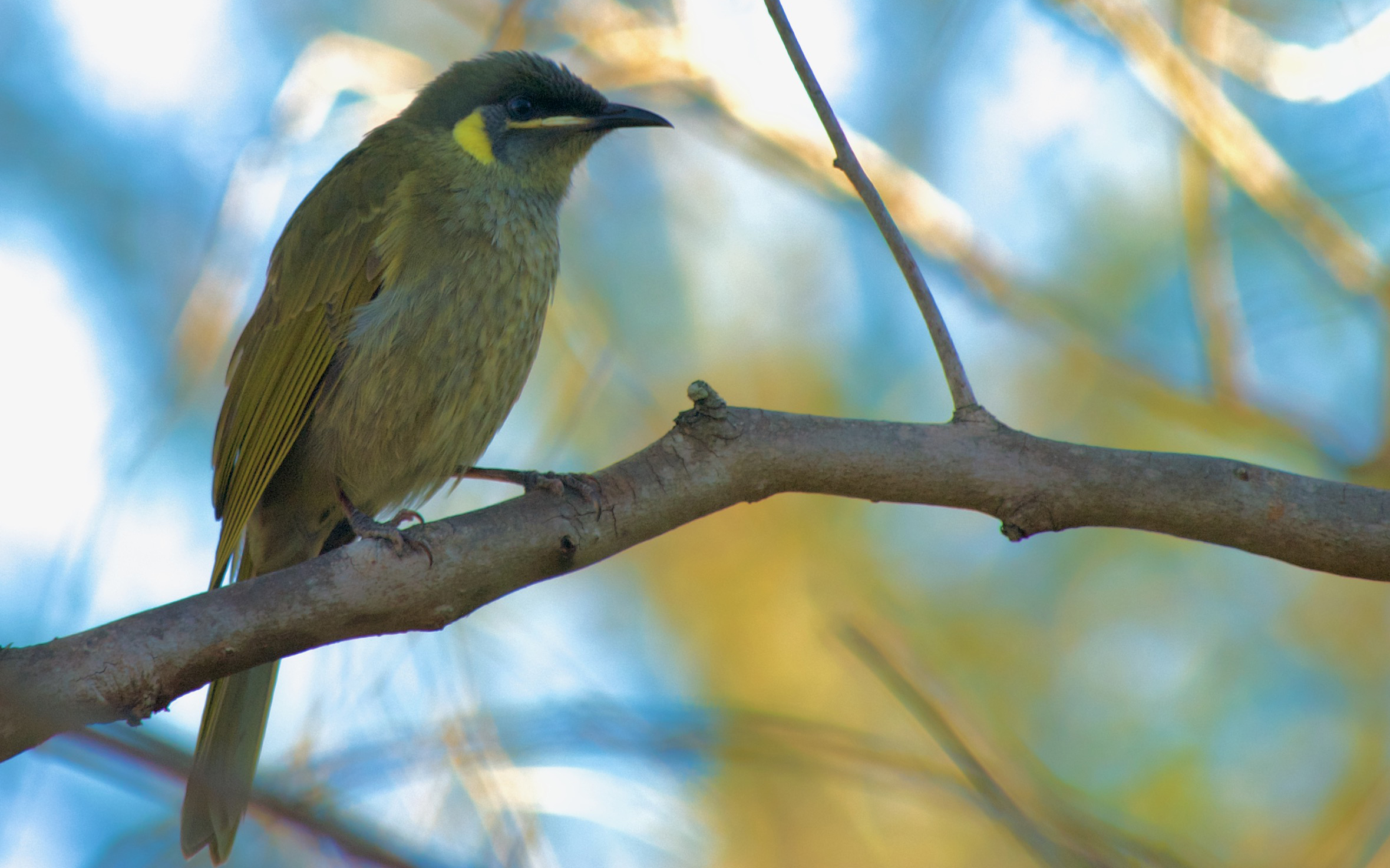 Lewin's honeyeater (Credit: Nicholas Clark)