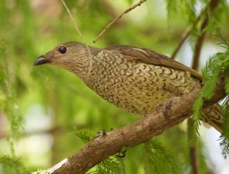 Satin bowerbird