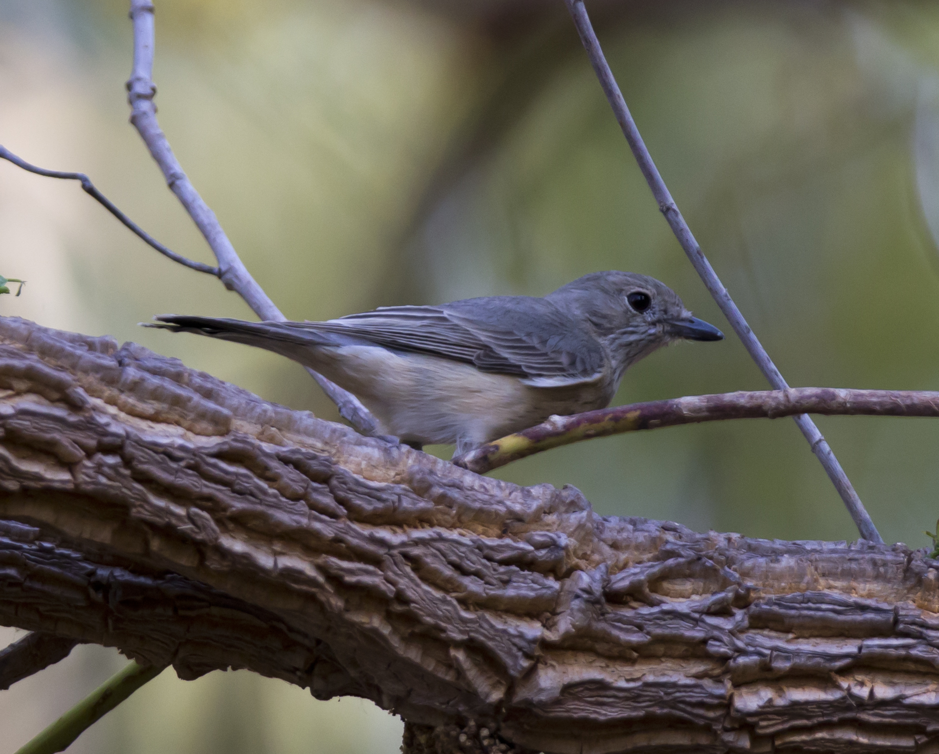 "Possibly western Gerygone" Gregories George, Fortesque River, spring 2012. Wikimedia commons. CREDIT: Jim Bendon from Karratha, Australia