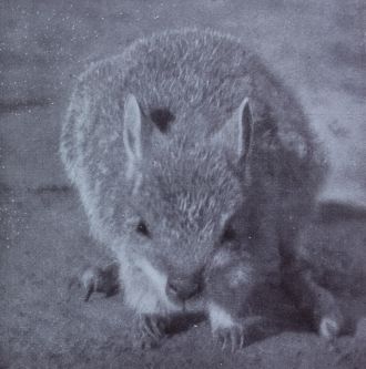 desert rat-kangaroo  