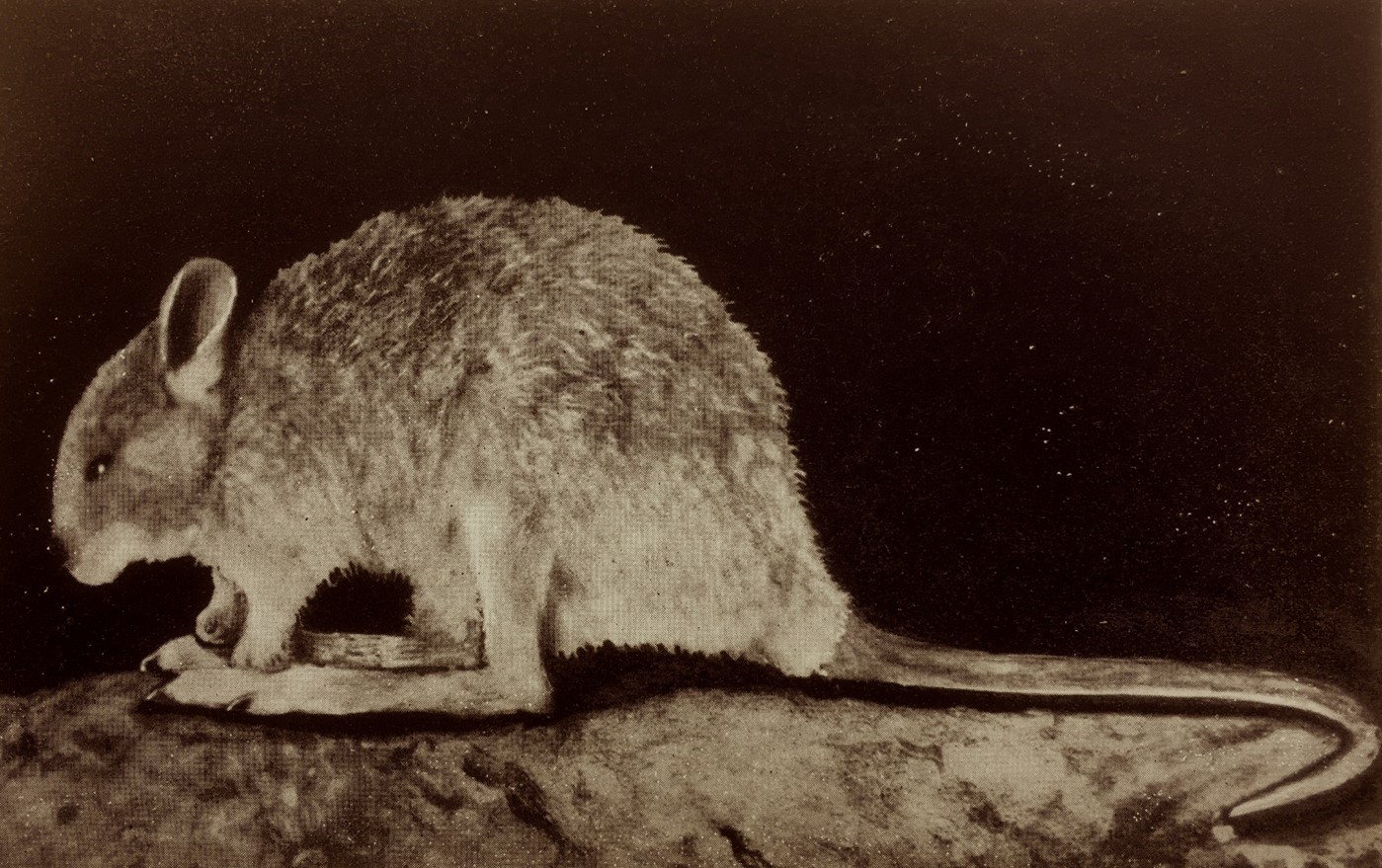 The desert rat-kangaroo, or ‘ngudlukanta’, has been listed as extinct since 1994.  Historic photos taken by Hedley Herbert Finlayson, who rediscovered the ngudlukanta in the 1930s.
