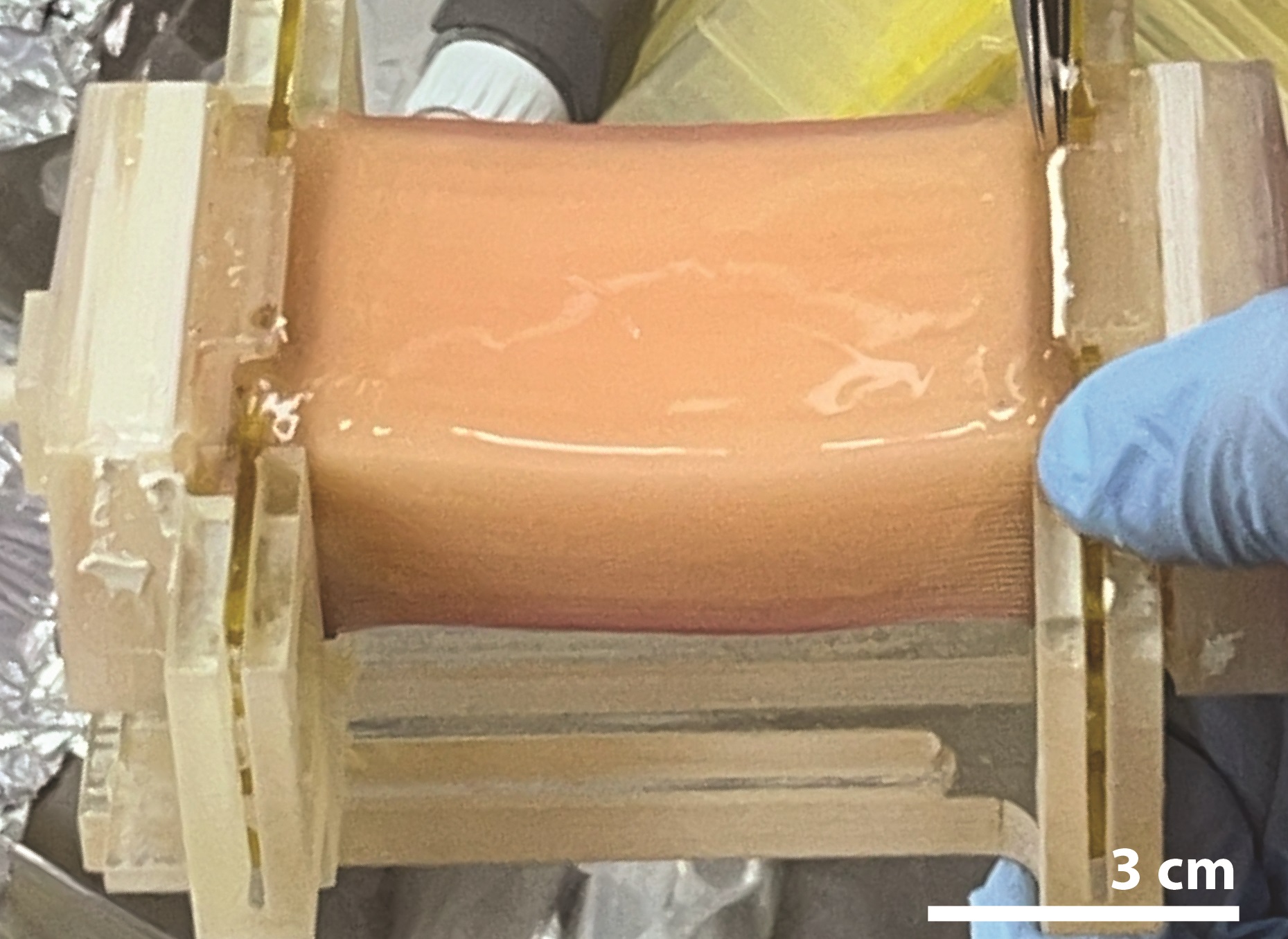 Whole-cut chicken meat tissue (>10g) produced on the bioreactor with perfusion culture. CREDIT Shoji Takeuchi The University of Tokyo