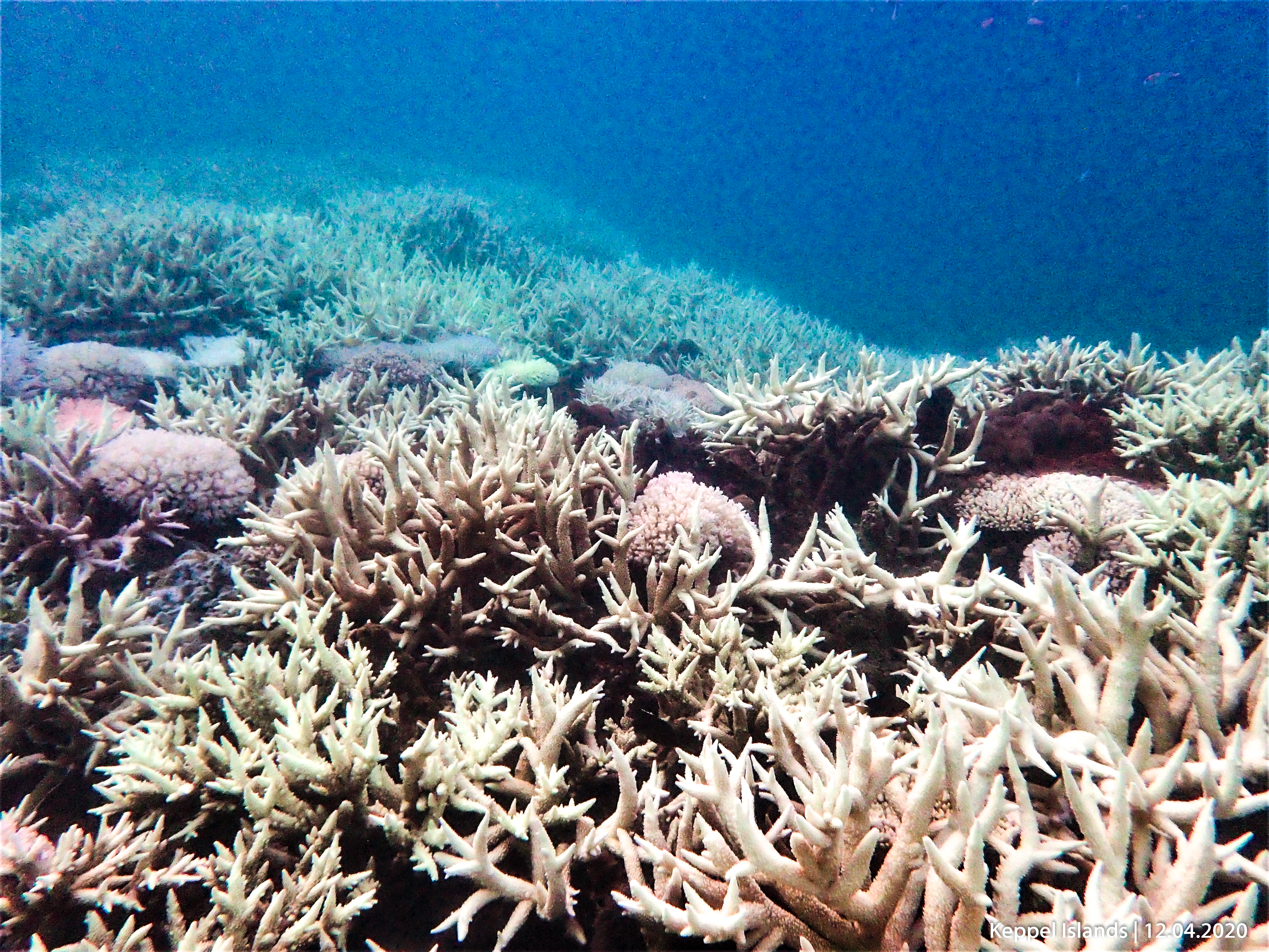 Coral bleaching at the Keppel Islands in 2020 (Pic: Scott Gardner)