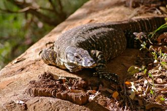 Monitor lizard - goanna