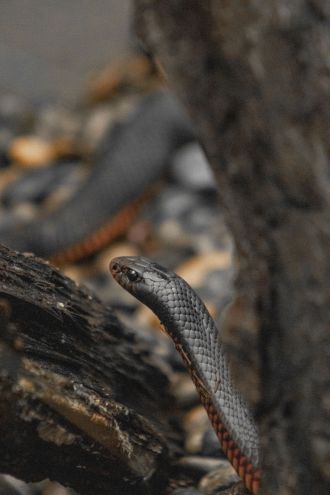 Red-bellied black snake