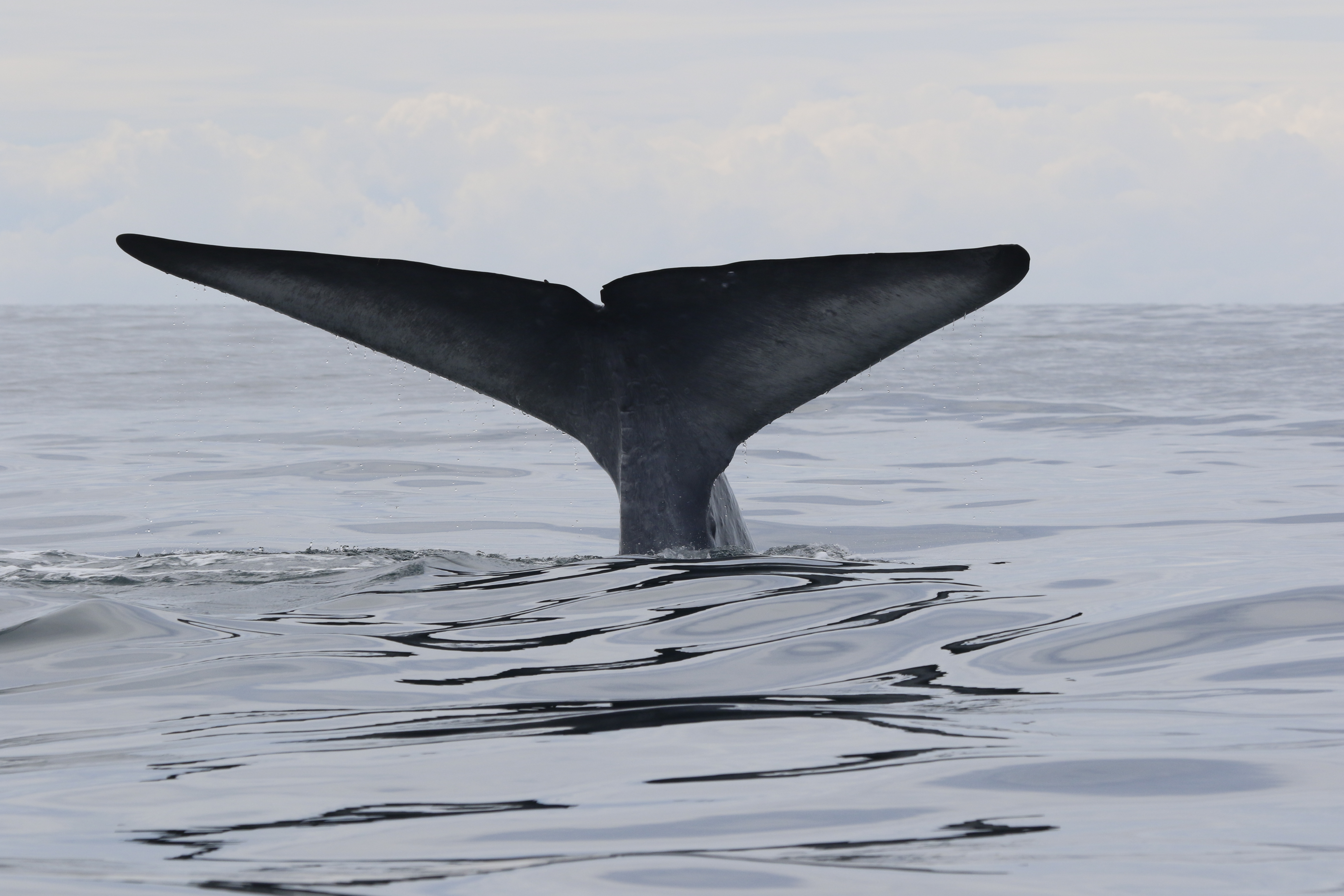 blue whale fluke STB.JPG © GEMM Lab, Oregon State University