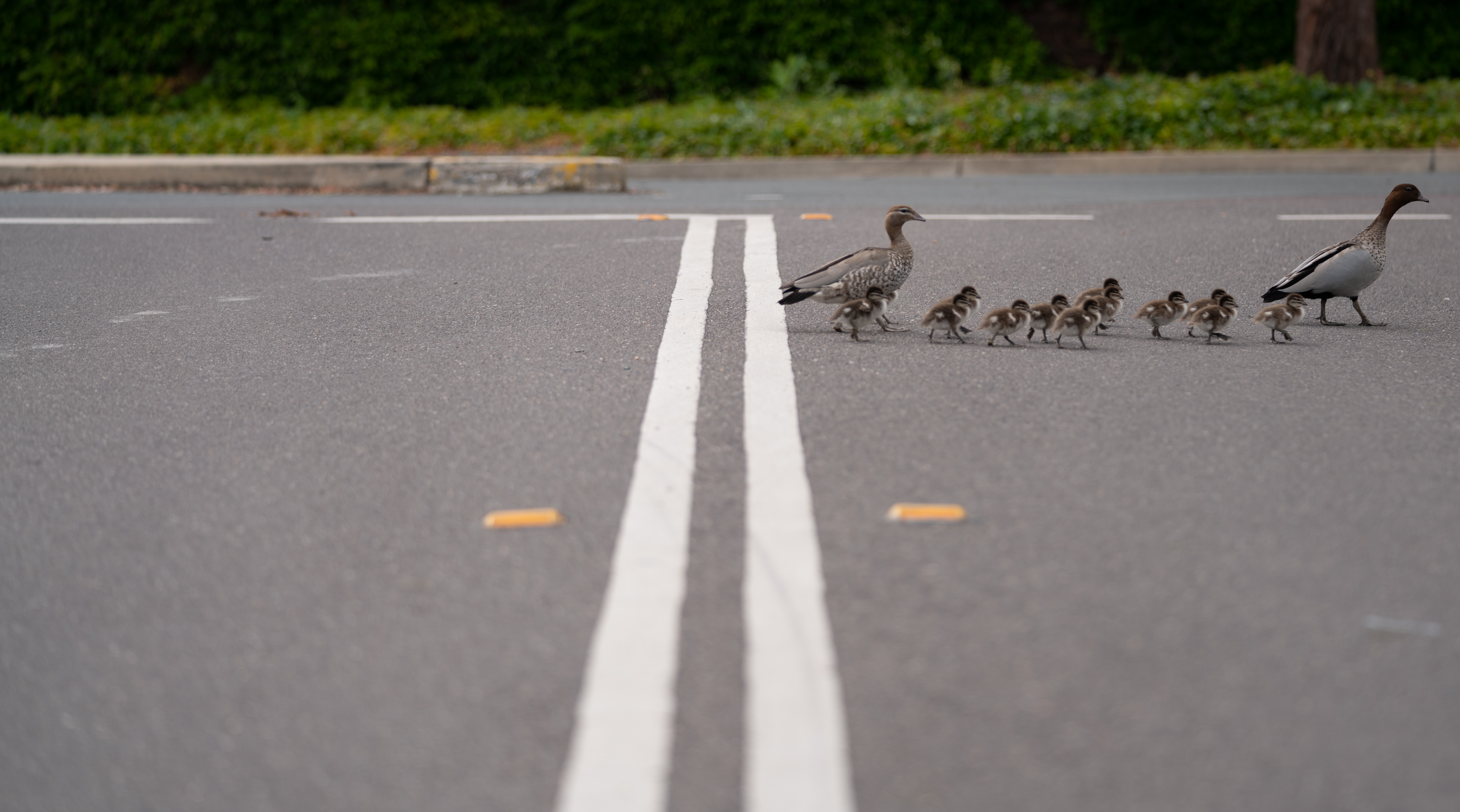 A family of ducks walk across the ANU campus in Canberra, ACT, Australia. Photo: Tracey Nearmy/ANU.