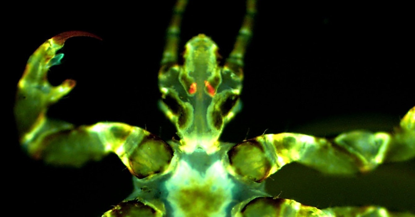 David M. Bland (CC0, https://creativecommons.org/publicdomain/zero/1.0/)