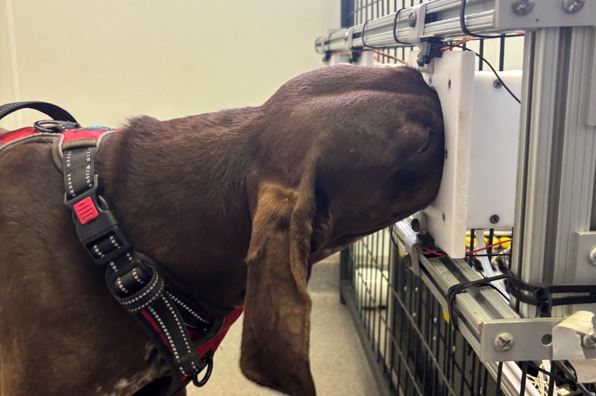 Zulu doing a detection task on an olfactometer. Credit: Nathaniel J. Hall, CC-BY 4.0 (https://creativecommons.org/licenses/by/4.0)