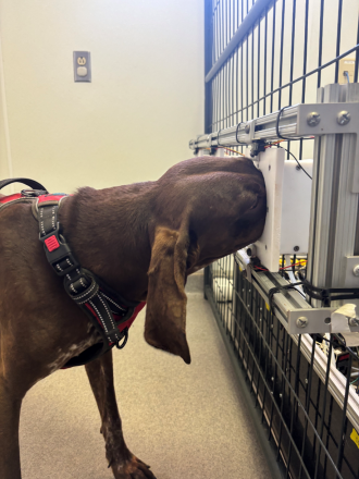 Canine 'Zulu' doing a detection task on an olfactometer