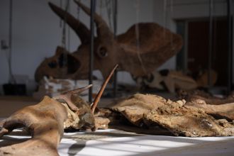 Big John fossil bones