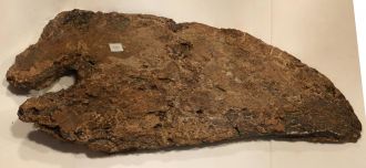 The squamosal bone of Big John