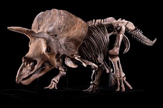 The complete skeleton of Big John