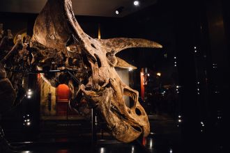 The restored skull of Big John