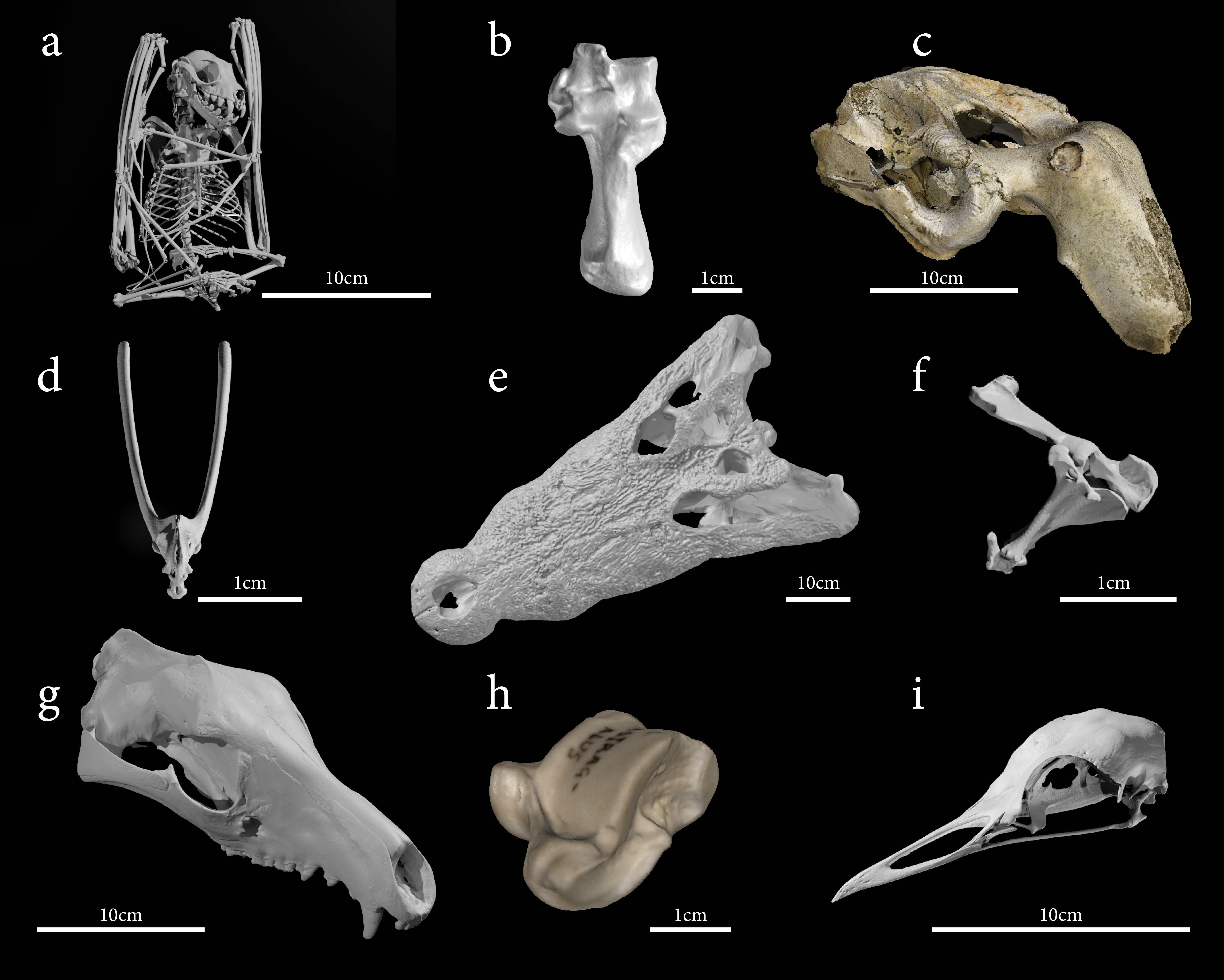 Ozboneviz has collected bones and skeletons from hundreds of native Australian animals (V Weisbecker & co)