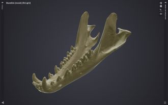 Thylacinus skull mandible 3D Ozboneviz