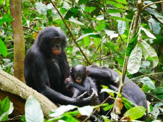 Image 4: Bonobo