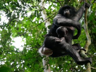 Image 3: Bonobo