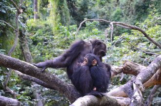 Image 2: Chimp 
