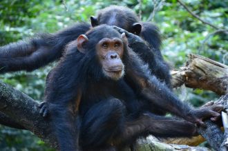 Image 1: Chimp