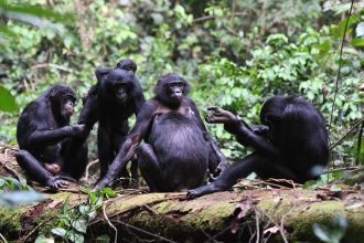 Members of the Ekalakala community resting and socializing on a fallen tree