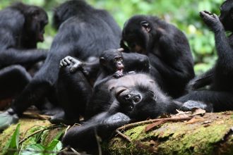 Members of the Ekalakala community resting and socializing on a fallen tree