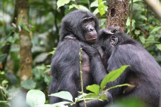 Gloria, a bonobo female from the Kokoalongo community