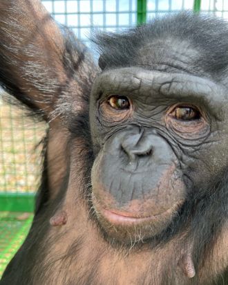 Mali looking at the camera.