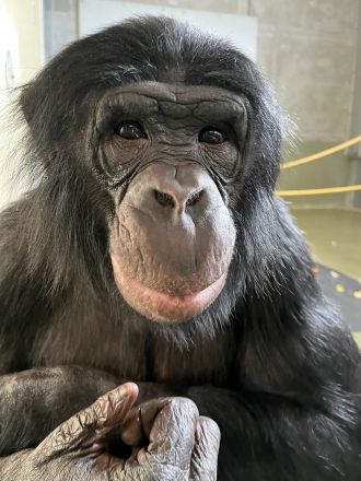 Teco holding up a hand to an observer.