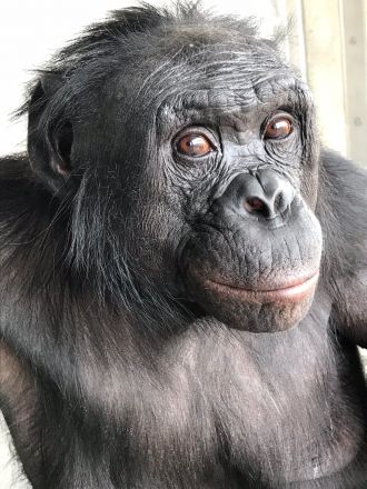 Kanzi looking at the camera side-on.