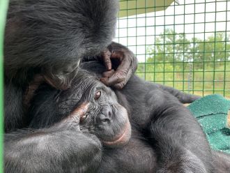 Two bonobos, Kanzi and Nyota, engaging in grooming.