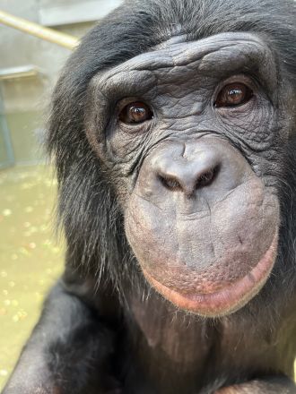 Teco looking at the camera.