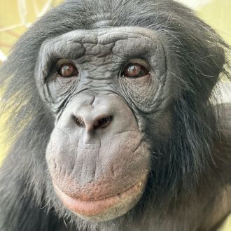 Teco looking at the camera.