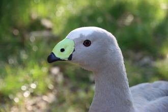 Cape Barren Goose